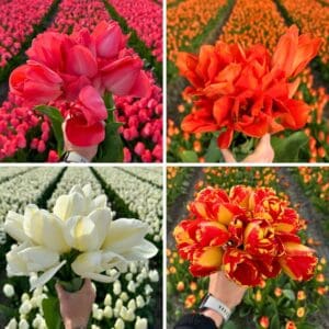 Tulip-Mix