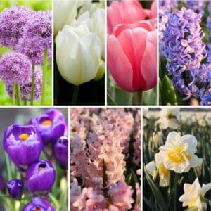 All-Spring-Mix