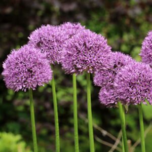 Allium-Stratos