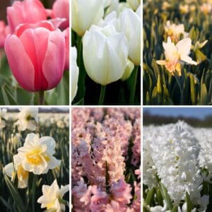 Blossom-Mix