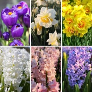 Early-Spring-Mix