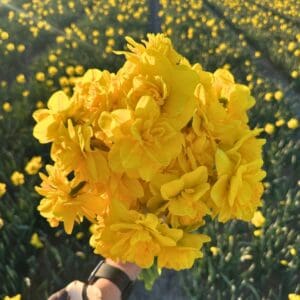 Narcis-Rio