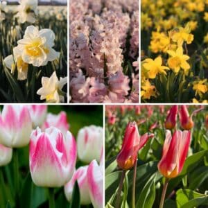 Spring-Breeze-Mix