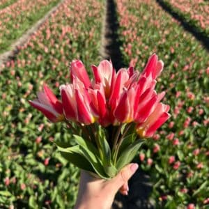 Tulp-Floresta