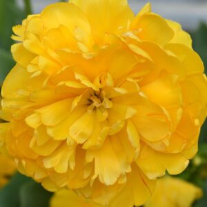 Yellow-Pomponette